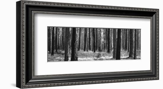 Tree Curtain-Erin Clark-Framed Art Print