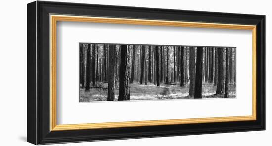 Tree Curtain-Erin Clark-Framed Art Print