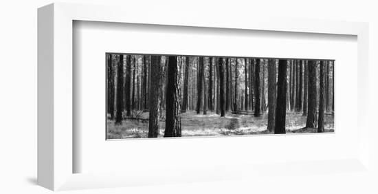 Tree Curtain-Erin Clark-Framed Art Print