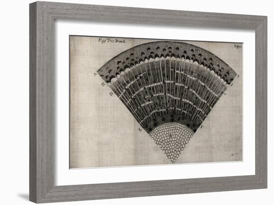 Tree Fan II-John Butler-Framed Art Print