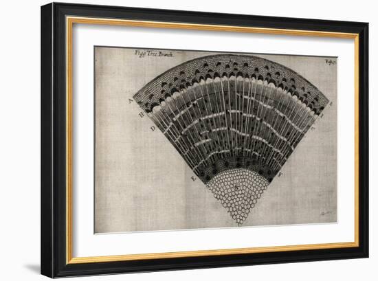 Tree Fan II-John Butler-Framed Art Print