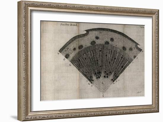 Tree Fan V-John Butler-Framed Art Print