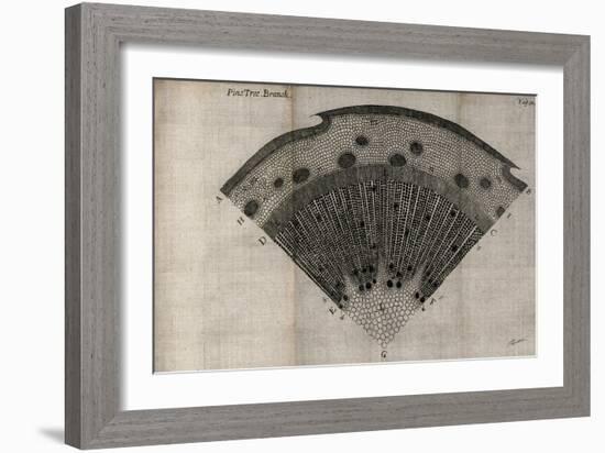 Tree Fan V-John Butler-Framed Art Print