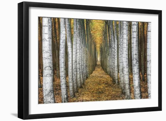 Tree Farm-Michael Cahill-Framed Giclee Print