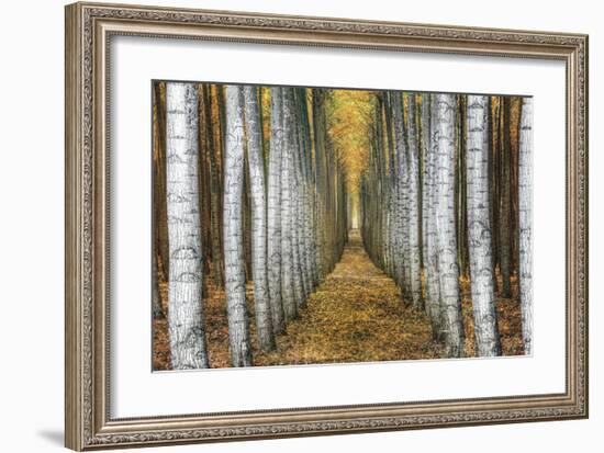 Tree Farm-Michael Cahill-Framed Giclee Print