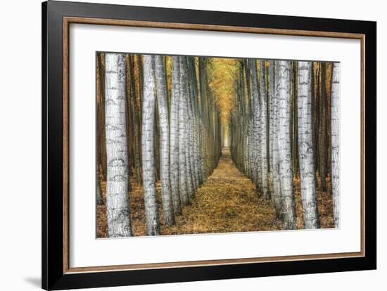 Tree Farm-Michael Cahill-Framed Giclee Print