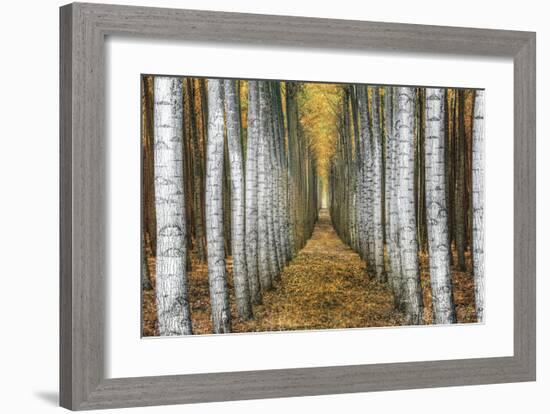 Tree Farm-Michael Cahill-Framed Giclee Print