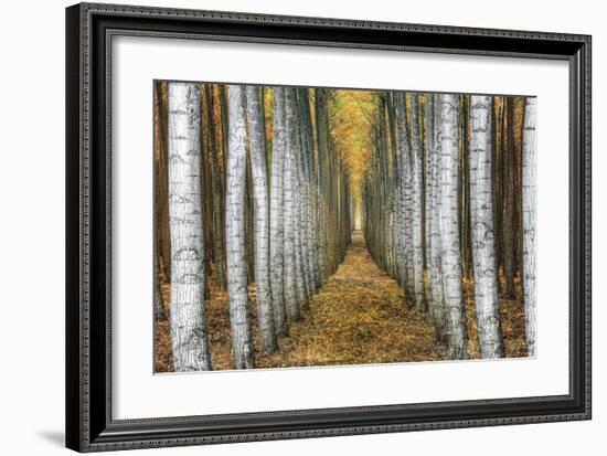 Tree Farm-Michael Cahill-Framed Giclee Print