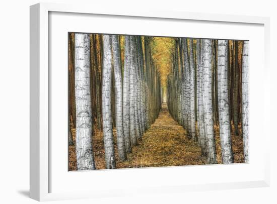 Tree Farm-Michael Cahill-Framed Giclee Print