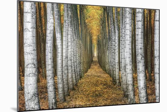 Tree Farm-Michael Cahill-Mounted Giclee Print