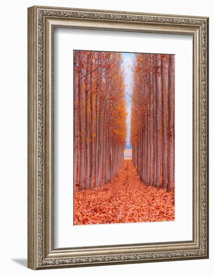 Tree Farm-Bruce Getty-Framed Photographic Print