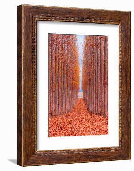 Tree Farm-Bruce Getty-Framed Photographic Print