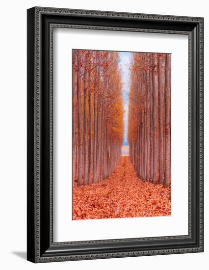 Tree Farm-Bruce Getty-Framed Photographic Print