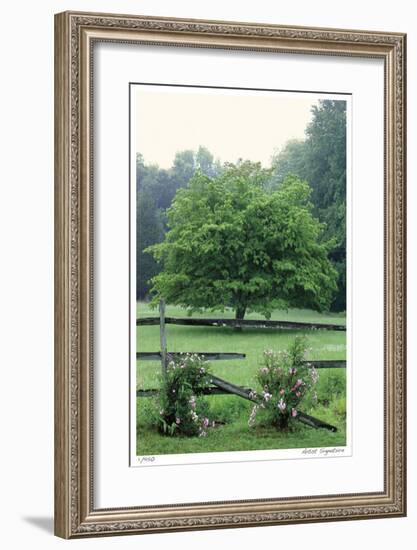 Tree Fence Roses-Stacy Bass-Framed Giclee Print