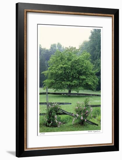 Tree Fence Roses-Stacy Bass-Framed Giclee Print