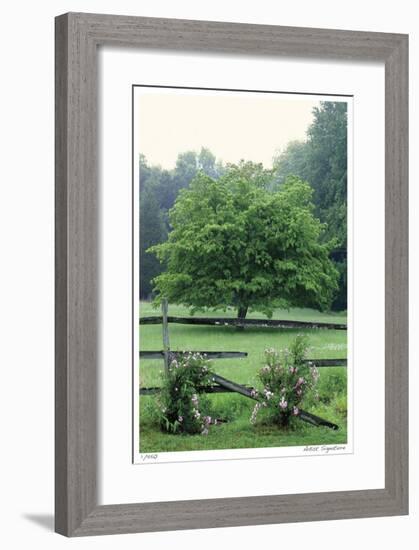 Tree Fence Roses-Stacy Bass-Framed Giclee Print