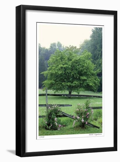 Tree Fence Roses-Stacy Bass-Framed Giclee Print