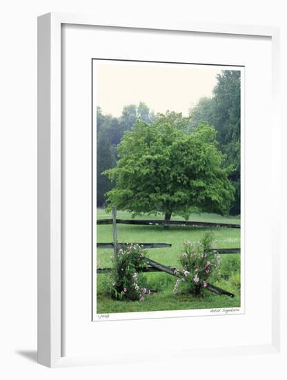 Tree Fence Roses-Stacy Bass-Framed Giclee Print