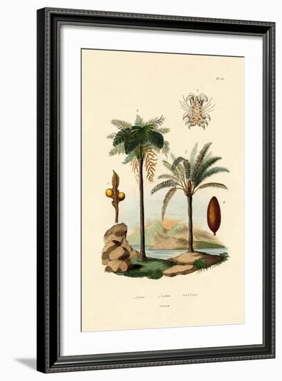 Tree Fern, 1833-39-null-Framed Giclee Print