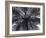 Tree Fern, Cyathea Medullaris, Leaves, from Below, Back Light-Thonig-Framed Photographic Print