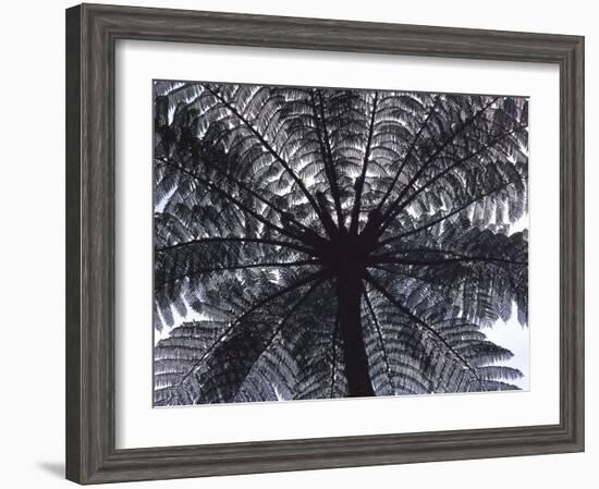 Tree Fern, Cyathea Medullaris, Leaves, from Below, Back Light-Thonig-Framed Photographic Print