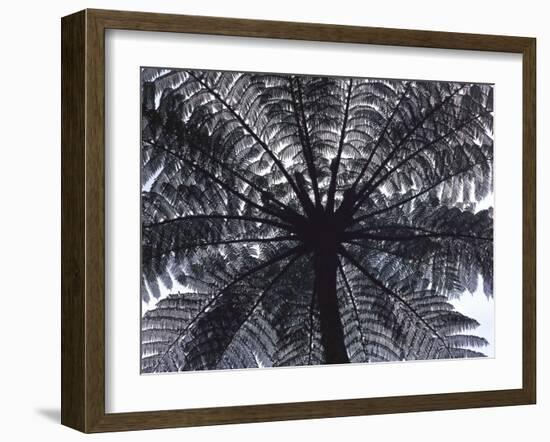 Tree Fern, Cyathea Medullaris, Leaves, from Below, Back Light-Thonig-Framed Photographic Print