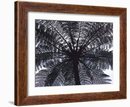 Tree Fern, Cyathea Medullaris, Leaves, from Below, Back Light-Thonig-Framed Photographic Print