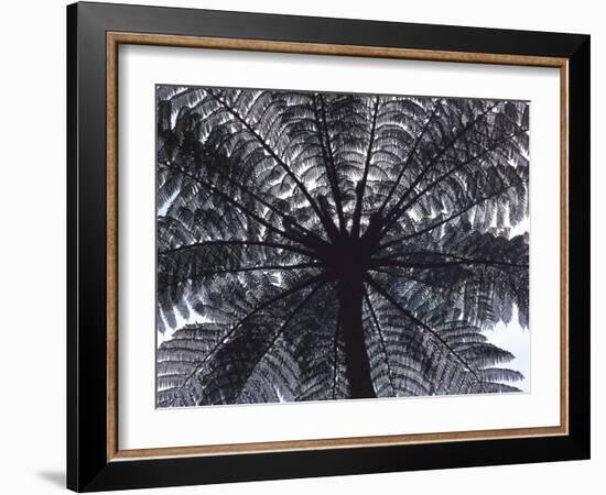 Tree Fern, Cyathea Medullaris, Leaves, from Below, Back Light-Thonig-Framed Photographic Print