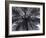 Tree Fern, Cyathea Medullaris, Leaves, from Below, Back Light-Thonig-Framed Photographic Print