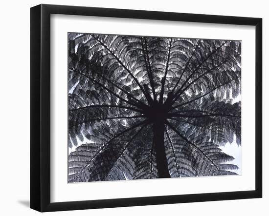 Tree Fern, Cyathea Medullaris, Leaves, from Below, Back Light-Thonig-Framed Photographic Print