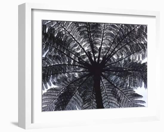 Tree Fern, Cyathea Medullaris, Leaves, from Below, Back Light-Thonig-Framed Photographic Print