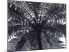 Tree Fern, Cyathea Medullaris, Leaves, from Below, Back Light-Thonig-Mounted Photographic Print