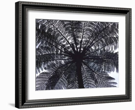 Tree Fern, Cyathea Medullaris, Leaves, from Below, Back Light-Thonig-Framed Photographic Print