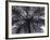 Tree Fern, Cyathea Medullaris, Leaves, from Below, Back Light-Thonig-Framed Photographic Print