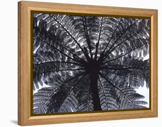 Tree Fern, Cyathea Medullaris, Leaves, from Below, Back Light-Thonig-Framed Premier Image Canvas