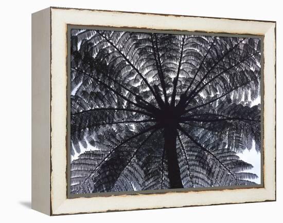 Tree Fern, Cyathea Medullaris, Leaves, from Below, Back Light-Thonig-Framed Premier Image Canvas