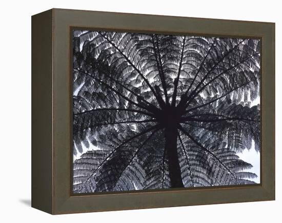 Tree Fern, Cyathea Medullaris, Leaves, from Below, Back Light-Thonig-Framed Premier Image Canvas