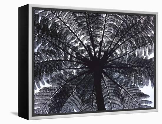 Tree Fern, Cyathea Medullaris, Leaves, from Below, Back Light-Thonig-Framed Premier Image Canvas