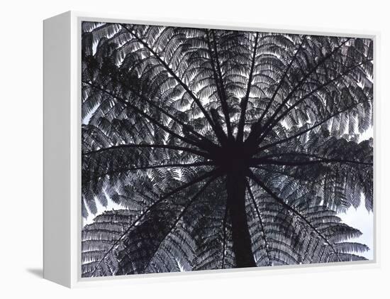 Tree Fern, Cyathea Medullaris, Leaves, from Below, Back Light-Thonig-Framed Premier Image Canvas