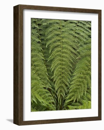 Tree Fern (Dicksonia Antarctica)-Adrian Bicker-Framed Photographic Print