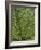 Tree Fern (Dicksonia Antarctica)-Adrian Bicker-Framed Photographic Print