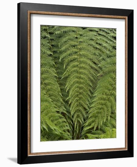 Tree Fern (Dicksonia Antarctica)-Adrian Bicker-Framed Photographic Print