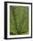 Tree Fern (Dicksonia Antarctica)-Adrian Bicker-Framed Photographic Print