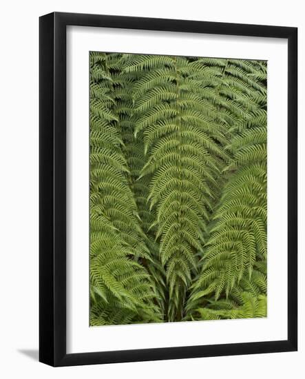 Tree Fern (Dicksonia Antarctica)-Adrian Bicker-Framed Photographic Print
