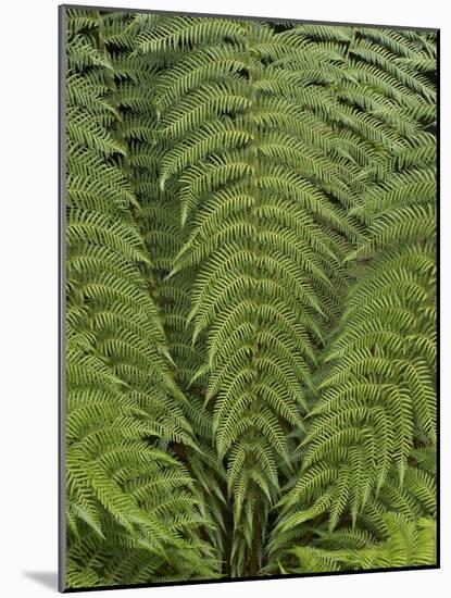 Tree Fern (Dicksonia Antarctica)-Adrian Bicker-Mounted Photographic Print