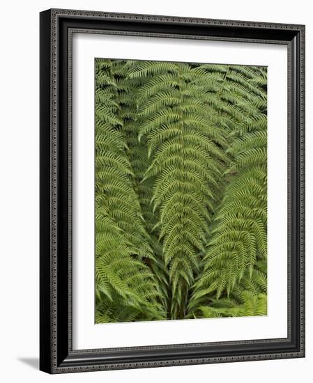 Tree Fern (Dicksonia Antarctica)-Adrian Bicker-Framed Photographic Print