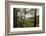 Tree Fern Forest Above the Coast of Abel Tasman NP, New Zealand-James White-Framed Photographic Print