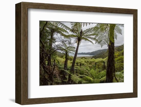 Tree Fern Forest Above the Coast of Abel Tasman NP, New Zealand-James White-Framed Photographic Print