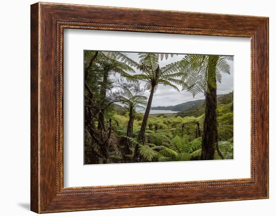 Tree Fern Forest Above the Coast of Abel Tasman NP, New Zealand-James White-Framed Photographic Print