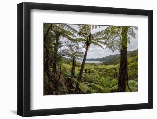 Tree Fern Forest Above the Coast of Abel Tasman NP, New Zealand-James White-Framed Photographic Print